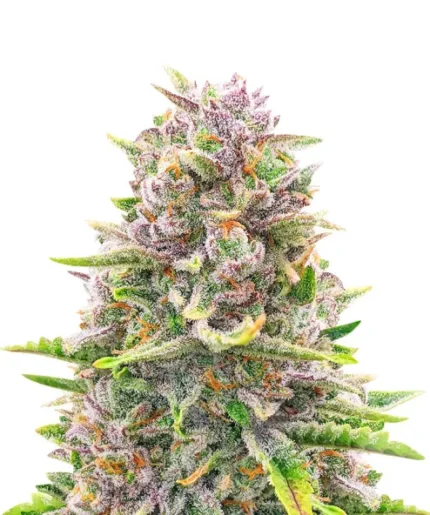 Bruce Banner Auto Feminized (56 seeds)
