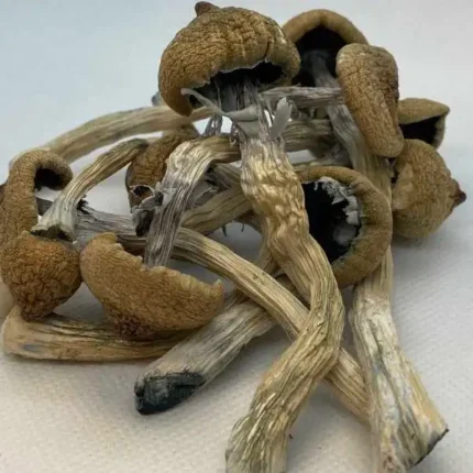 Magic (Psilocybin) Mushroom – 56g